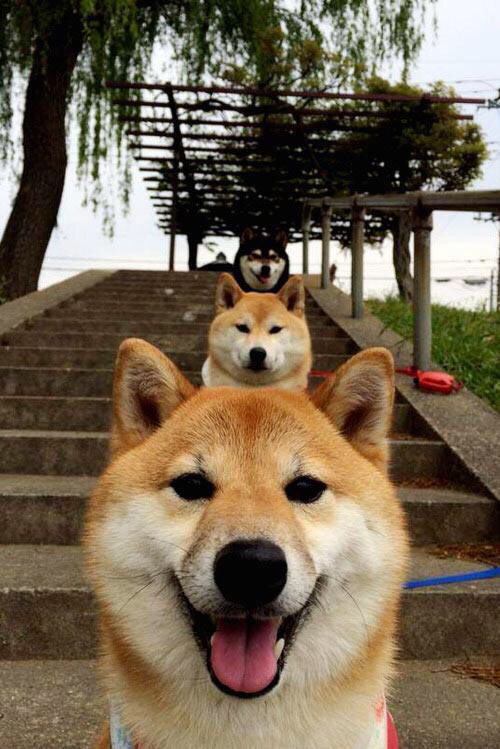 华体会在线-高校运动训练动态管理机制，高校运动训练动态管理机制有哪些