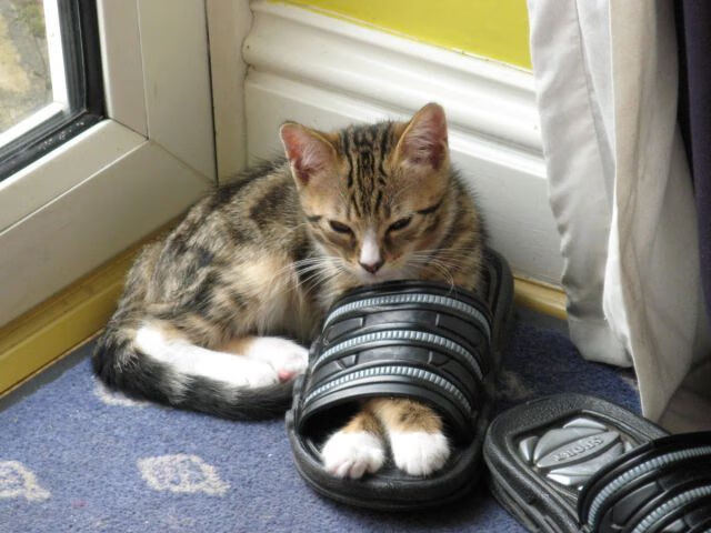 华体会在线-CBA球队引进先进康复设备支持训练，cba康复时间表