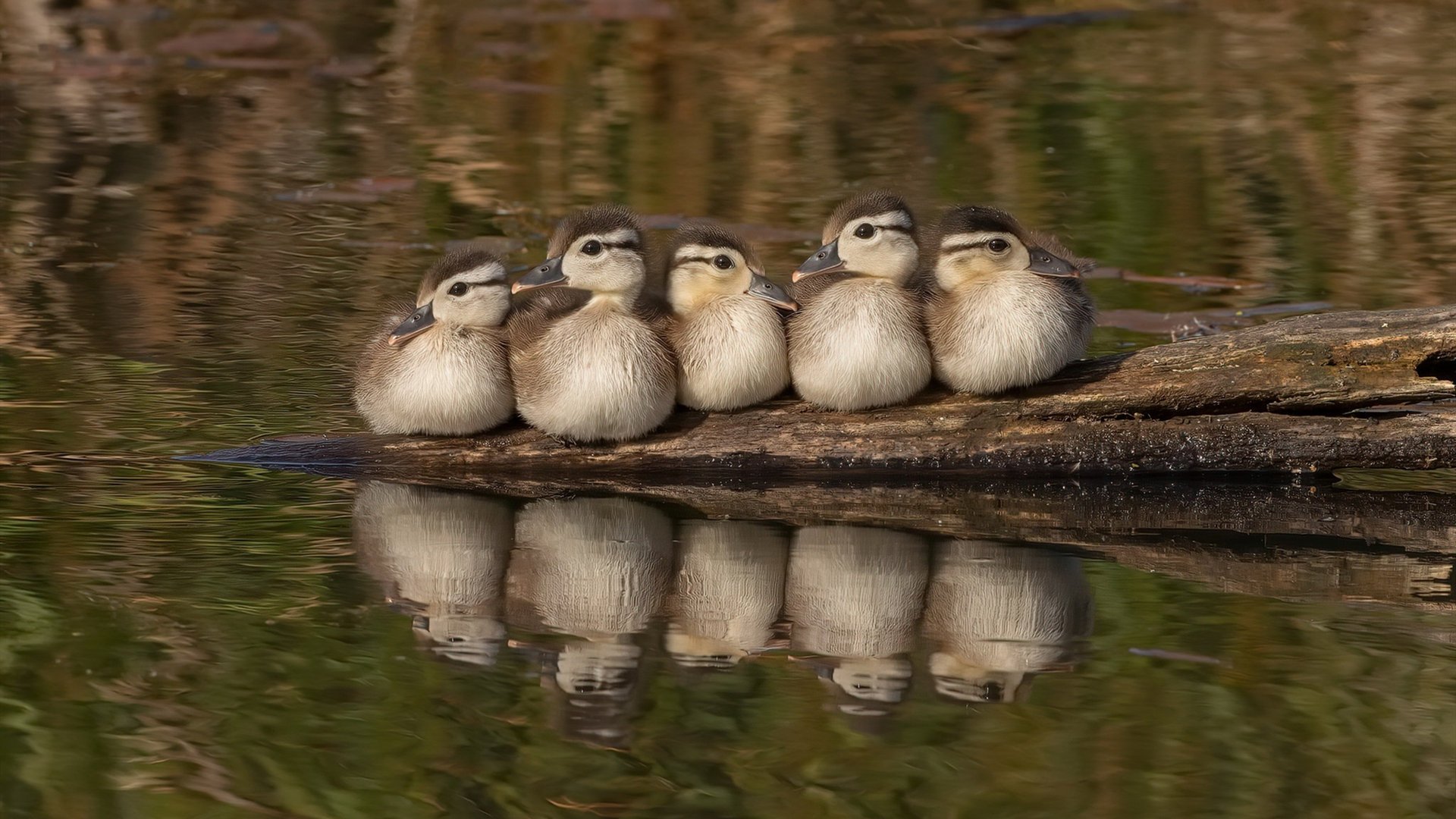 华体会官网入口-地方政府支持篮球建设推动全民健身，怎么让政府建个篮球场