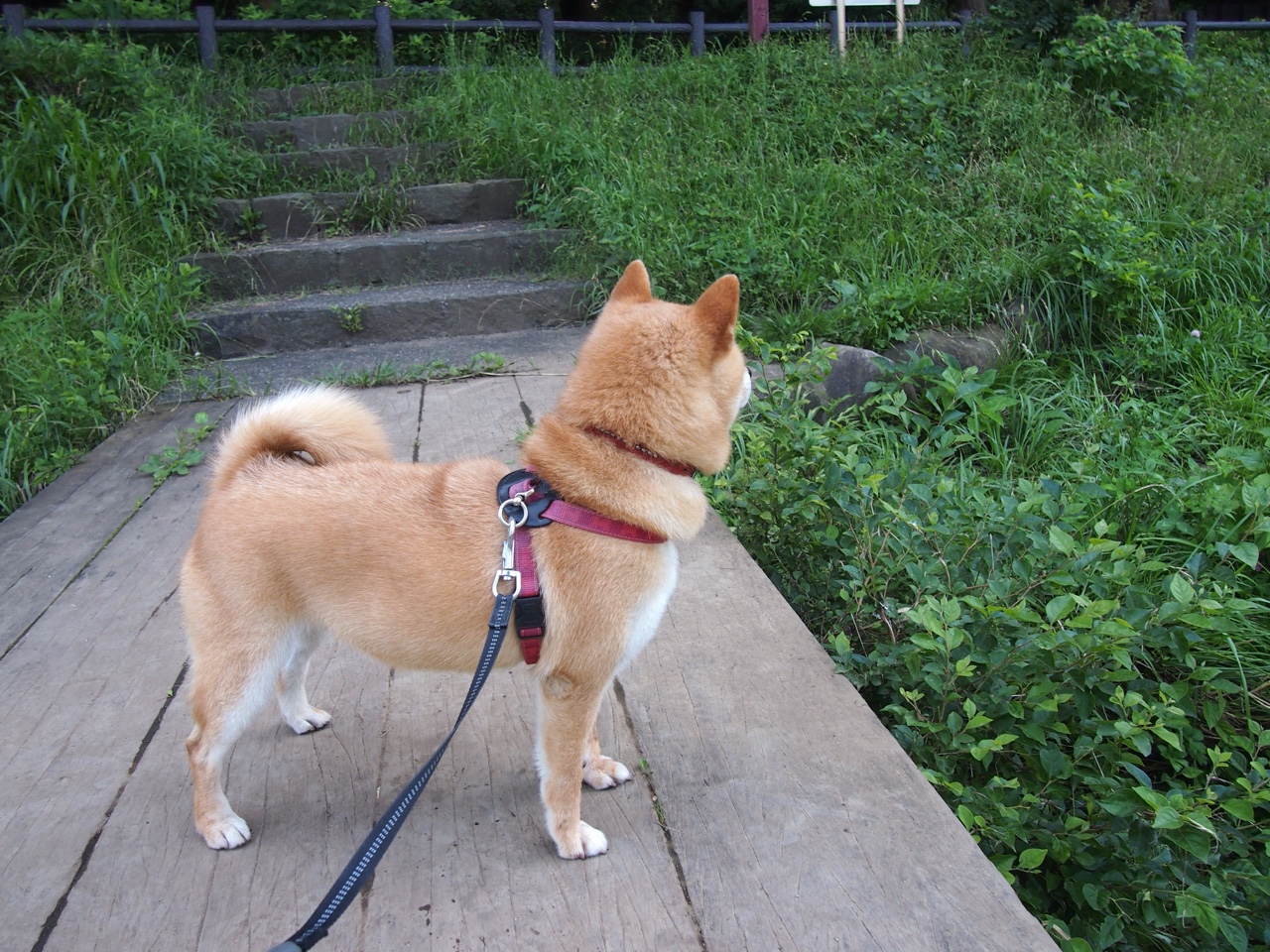 华体会在线登录-奥运备战重点项目进展顺利，奥运会备战策略