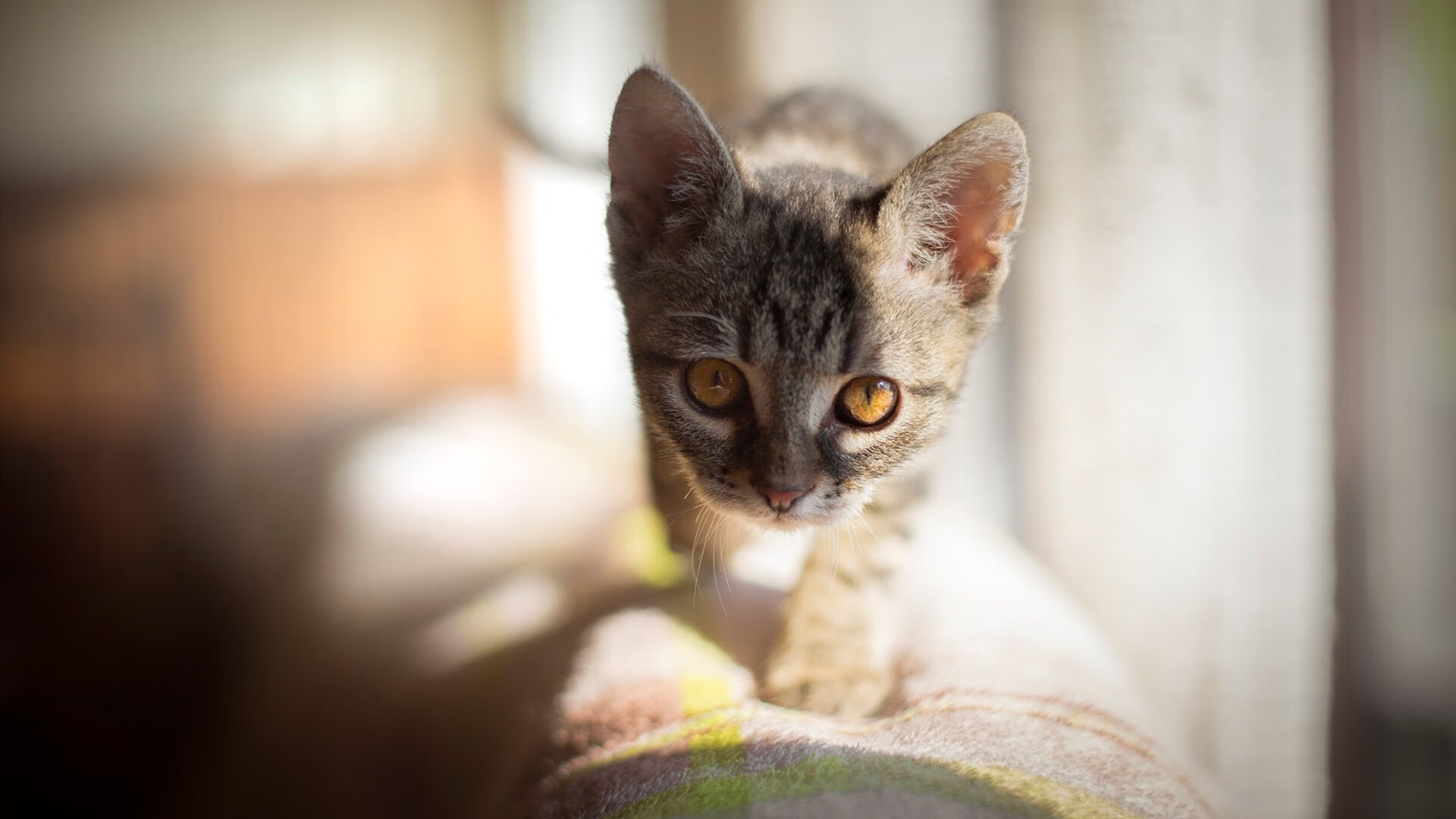 华体会在线下载-技术数据揭示冠军转身平均仅0.65秒，冠军转盘