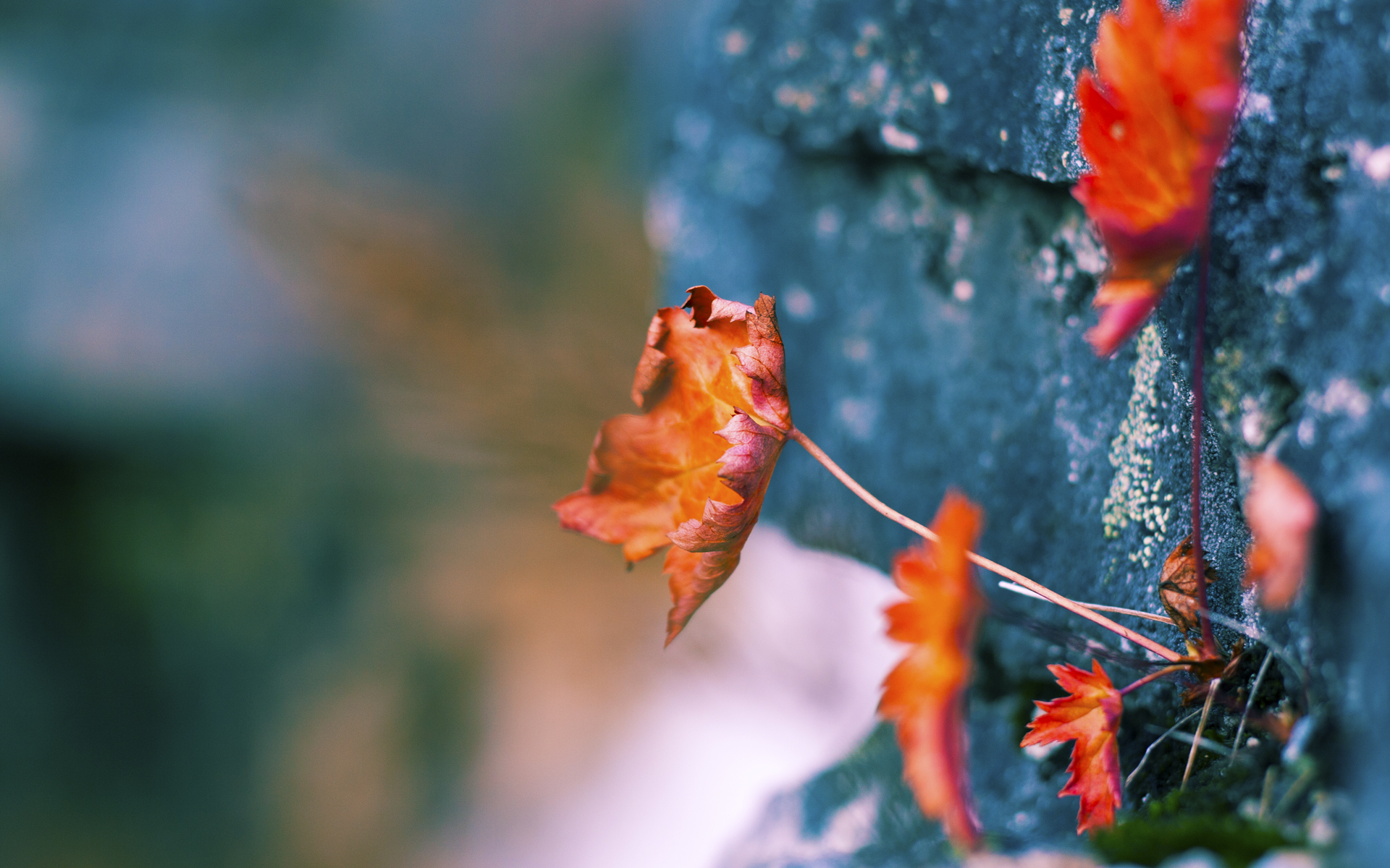 华体会登陆-科特迪瓦男篮在非洲锦标赛中奋争，渴望突破历史高点，科特迪瓦男子足球队