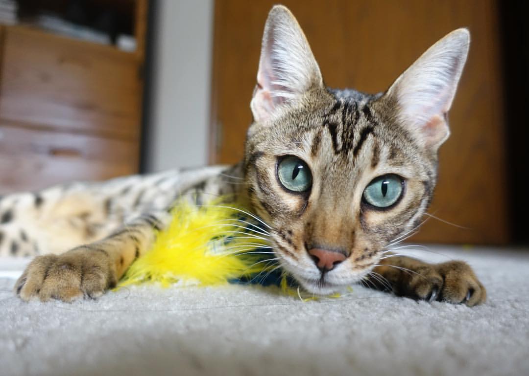 华体会登陆-跳水表现出色比利时获高分，国际比赛跳水