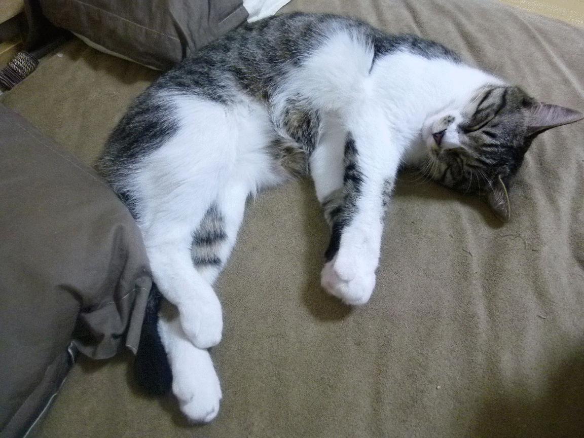 华体会官网入口-1亿转会费巨星闪耀欧冠,尤文多特战局扑朔迷离,尤文图斯对多特蒙德欧冠决赛